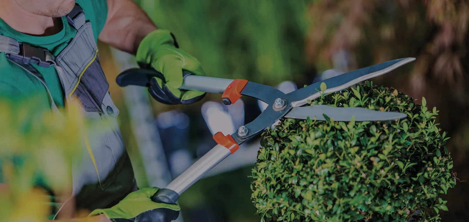 Hovenier snoeit een groene haag met een heggenschaar